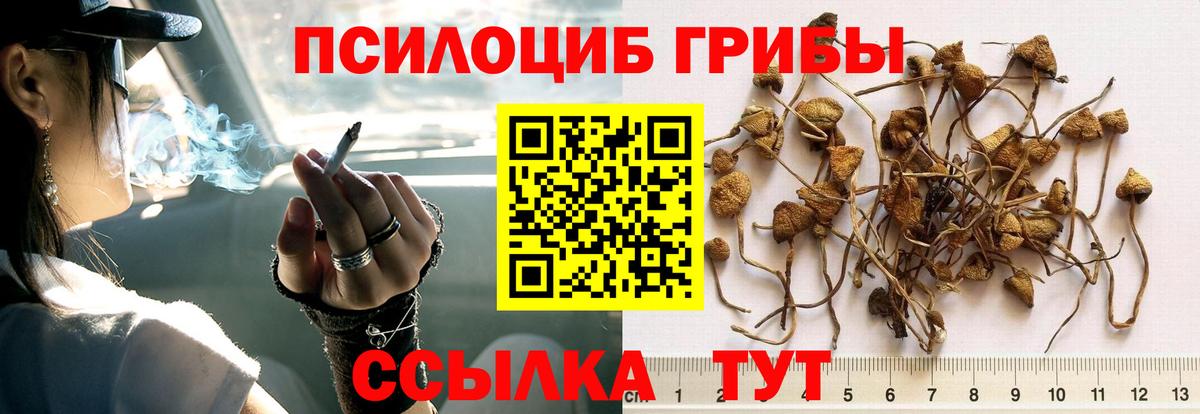 купить наркотик  Псилоцибиновые грибы Psilocybine cubensis  Вход с VPN  Сибай 